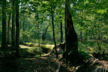 Obraz premium Shady deciduous tree stand