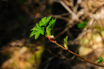 Spring budding leaves  in the Tongass National Forest Side