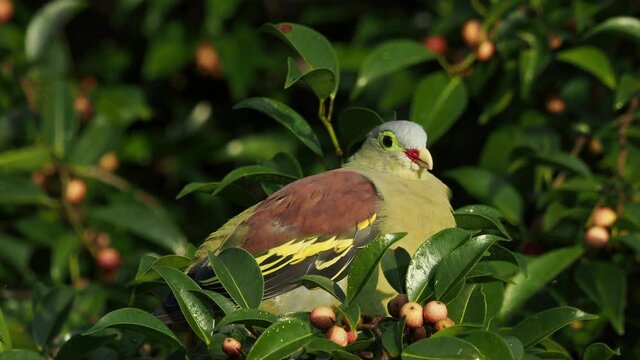 Close up Thick-billed Green Pigeon in nation park of thailand