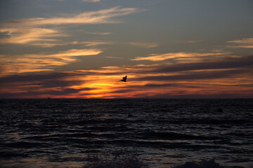 Aves en el atarcecer