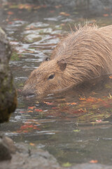 可愛いカピバラ
