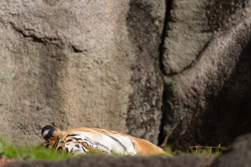 眠るアムールトラ