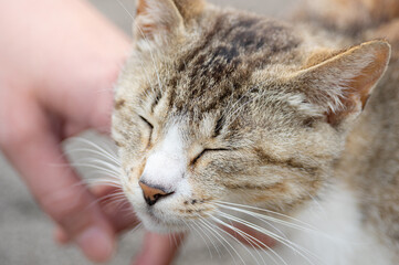 猫を触る　キジトラ白