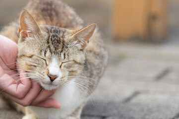 猫を触る　キジトラ白