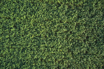 Green grass soccer field background. Aerial view of a grass plantation.