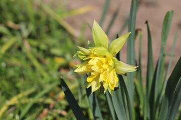 Fototapeta na wymiar 春の公園に咲く黄色いスイセン（Van Sion）の花
