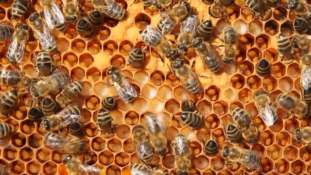 Signs of the development of a bee colony.
The frame includes pollen, eggs, larvae and cocoons of developing insects delivered to the hive.
