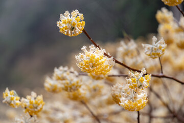 ミツマタの花