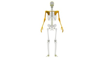 Human Skeleton Upper Limbs Anatomy 3D