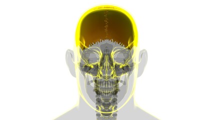 Human Skeleton Skull Parietal Bone Anatomy For Medical Concept