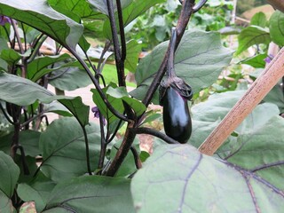 eggplant in the garden