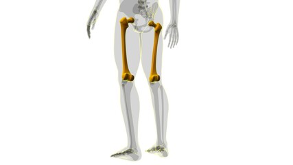 Human skeleton anatomy Femur Bone 3D Rendering