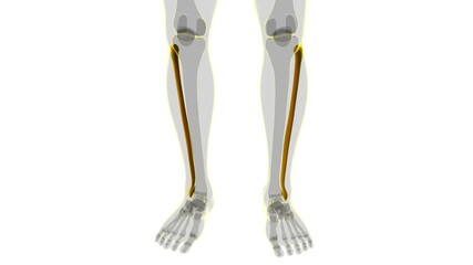 Human skeleton anatomy Fibula Bone 3D Rendering © mybox