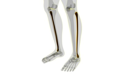 Human skeleton anatomy Fibula Bone 3D Rendering