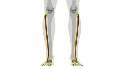 Human skeleton anatomy Fibula Bone 3D Rendering