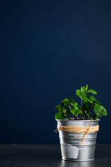 coffee tree sprouts in cups, seedlings on a dark background, grow coffee at home