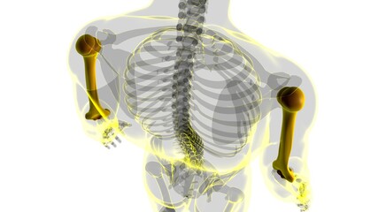 Human skeleton anatomy Humerus Bone 3D Rendering