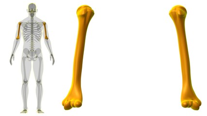 Human skeleton anatomy Humerus Bone 3D Rendering