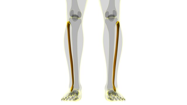 Human skeleton anatomy Fibula Bone 3D Rendering