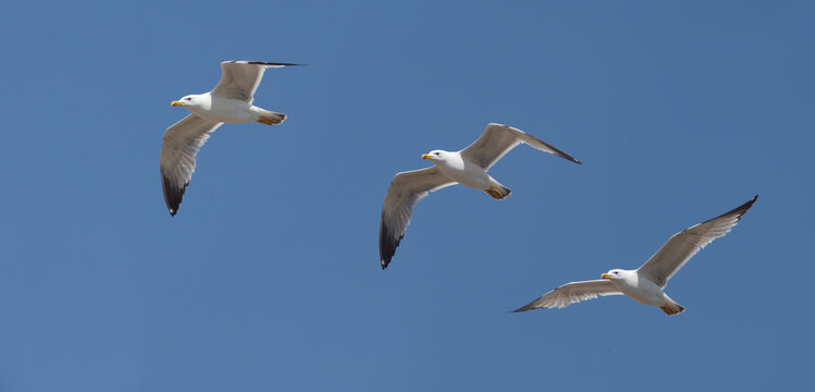 Yellow-legged Gull (Larus michahellis), adult in flight, (multipix), Side, Turkey.