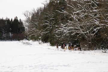 People are riding horses in the white snow