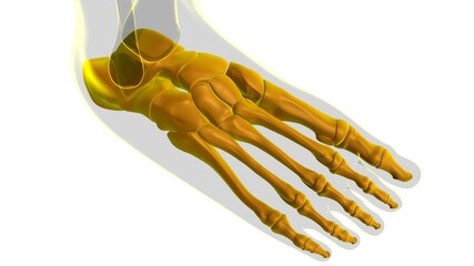 Human Skeleton Foot bones Anatomy For Medical Concept