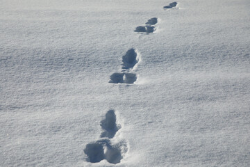 Some jumps in the white snow, possible a hare 