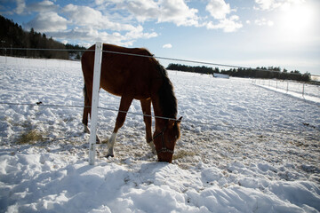 A horse is searching for food on the ground on a wintery day