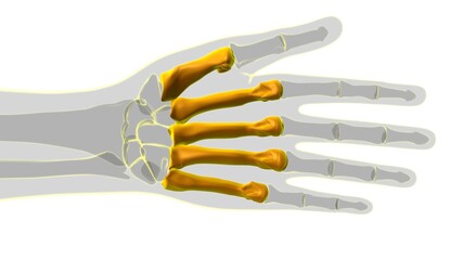 Human Skeleton Hand Phalanges Bone Anatomy For Medical Concept