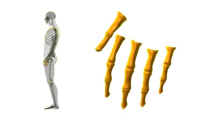 Human Skeleton Hand Phalanges Bone Anatomy For Medical Concept