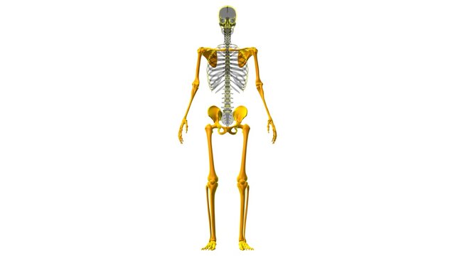 Human Skeleton Appendicular Skeleton Anatomy 3D