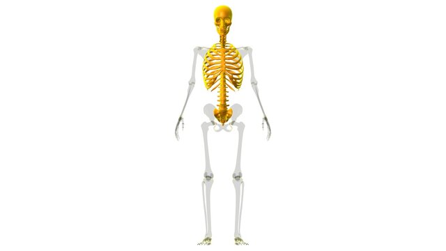 Human Skeleton Axial Skeleton Anatomy 3D