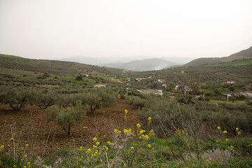 Olive trees and a green landscape with some houses