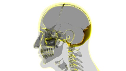 Human Skeleton Skull Occipital Bone Anatomy For Medical Concept