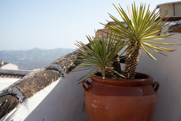 An cactus in a pot on a roof terrace with the mountains in the behind