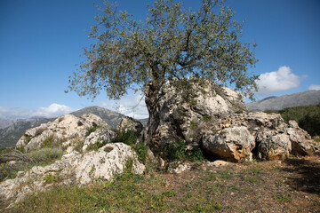 An old olive tree growing between the rocks