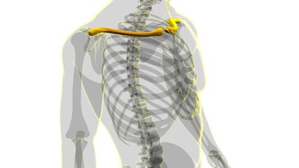 Human skeleton anatomy Clavicle Bones 3D Rendering