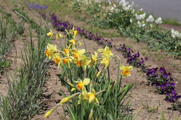 春の公園に咲くラッパスイセンやビオラの花