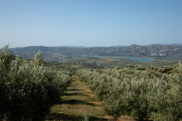 A lovely green valley with olive trees and a lake covered with mountains