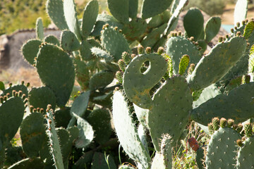 A green cactus with fruits and a whole in the cactus in focus