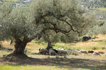 Some cheeps under an olive tree 