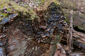 rotten stump covered with mold and mildew. sanitary deforestation 