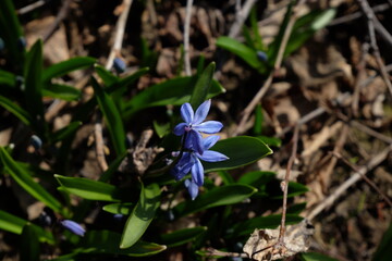 The first flowers and what happened to last year's plants