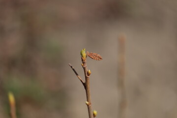 The first flowers and what happened to last year's plants