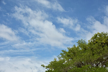 Fototapeta premium Beautiful blue sky and clouds over the tree branch. Woderful day in day sky is open and fresh air.