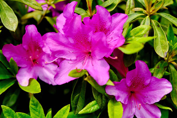 ツツジ（サツキ）の花