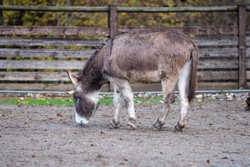 Quiet Gray Donkey inside a Fence on a Farm