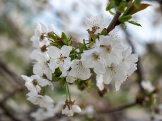 White Cherry Blossoms just Bloomed on a Tree in Springtime