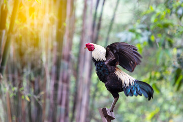 Rooster crowing in the morning with sunrise.