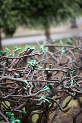 bushes in the park are painted with insect paint